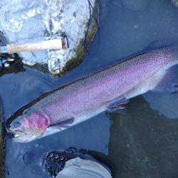 なんとか二桁 ～天竜川ルアーフライ専用区～